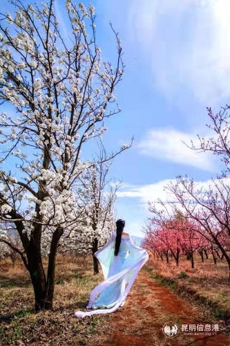 本届梨花节将组织开展“梨园汉服展”。