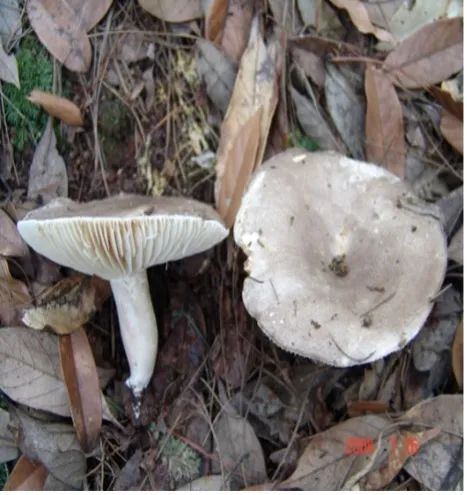 火炭菌