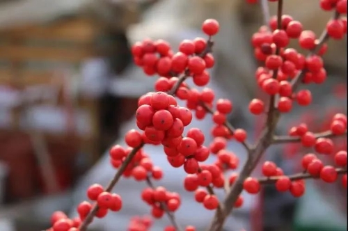 微信图片_20230116203720