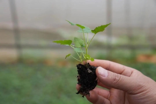 0004