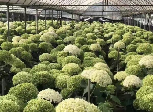05图为云南古滇花部落商贸有限公司绣球种植基地1