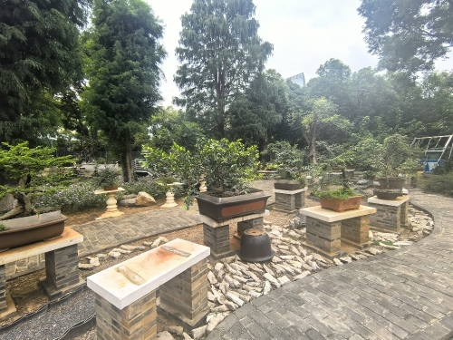 04盆景展示