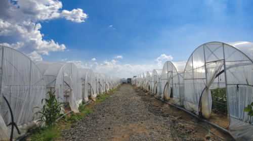 0005