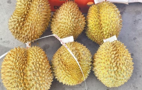 榴莲