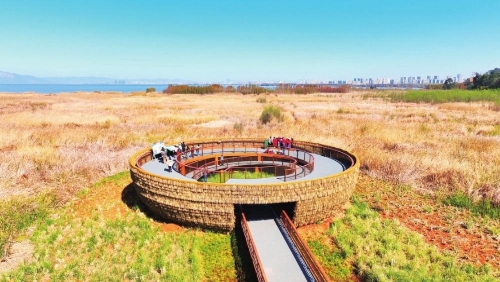 滇池绿道草之桥 记者 王琼梅 摄