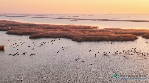“两山”理念与美丽中国丨湿地与候鸟，一场岁岁年年的相守