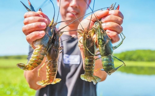 丰收的澳洲淡水龙虾。 甸沙乡人民政府供图