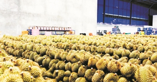 全铁冷链专列的常态化开行，助力国内消费者实现“榴莲自由”。供图