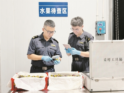 海关关员在磨憨铁路口岸对进口泰国山竹进行查验。